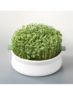 Vas pentru germinare Germline                                                                       